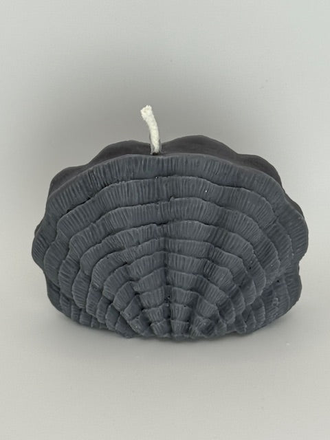 Seashell Pillar - Divine Glow Scent